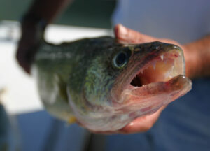 OUTDOOR NOTEBOOK: Spring means its time for crappie and walleye fishing